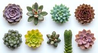 Colorful succulent plants collection arranged in rows on white background. Various echeveria, jade and cactus species for gardening projects.