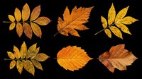 Autumn leaves in various shades of gold, orange, and brown isolated on transparent background. Ready for clipart, t-shirt designs, stickers, sublimation, print-on-demand products, and digital crafts.