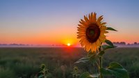 Single sunflower blooming in field during golden hour sunset with warm orange sky and soft natural lighting for agriculture and nature themes.