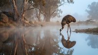 Emu drinking water at misty lake with perfect reflection, Australian outback wildlife scene with eucalyptus trees and rocky landscape at dawn or dusk.