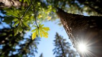Low angle view of tree trunk with fresh green leaves and sunlight filtering through forest canopy creating natural lens flare effect in spring woodland.