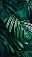 Fresh monstera leaves with water drops in dark green tones create natural tropical pattern, suitable for wellness and spa industry backgrounds.