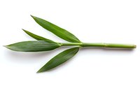 Fresh green bamboo leaves and stem isolated on white background, natural organic material for sustainable design and eco-friendly concepts.