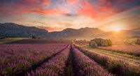Lavender field rows stretching toward mountains at golden sunset with rustic farmhouse, creating peaceful rural landscape for agriculture and travel content.
