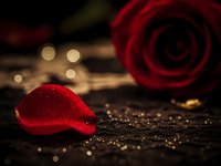 Red rose petal with water droplets on dark surface creating romantic atmosphere with soft bokeh lights for Valentine's Day and love concepts.