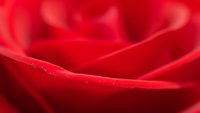 Close-up macro shot of vibrant red rose petals with soft curves and delicate texture. Romance, love, Valentine's Day, wedding, floral design concept.
