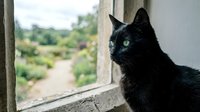 Black cat with green eyes sitting by window looking outside at garden view on sunny day creating peaceful domestic scene.