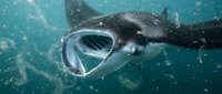 Manta ray swimming underwater with open mouth filter feeding in turquoise ocean water surrounded by plankton and marine particles in natural habitat.