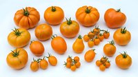 Fresh orange heirloom tomatoes and cherry tomato varieties arranged on white background, ready for culinary, agricultural, or food styling projects.