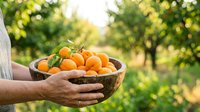 Farmer holding wooden bowl filled with fresh ripe oranges in orchard garden, harvesting citrus fruits outdoors during sunny day.