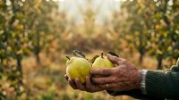 Farmer holding fresh ripe pears in orchard during harvest season. Agricultural produce and farming concept for food industry and agriculture marketing.