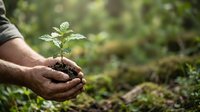 Male hands holding young seedling with soil in garden environment, symbolizing growth, environmental conservation, and sustainable agriculture practices.