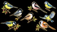 Colorful songbirds collection isolated on transparent background, ready for t-shirt designs, clipart, stickers, sublimation and print-on-demand projects.