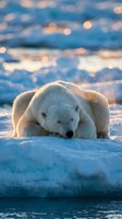 Polar bear resting on ice floe in Arctic waters with golden sunset light creating warm glow and bokeh reflections on water surface for wildlife photography.