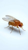 Reddish-brown fruit fly with transparent wings and compound red eyes isolated on white background, suitable for scientific, educational, and pest control applications.