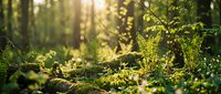 Sunlight filters through lush green forest undergrowth with ferns and moss-covered logs creating magical woodland atmosphere for nature backgrounds.