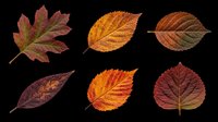 Six autumn leaves in rich red, orange, and brown tones, isolated on transparent background. Ready for t-shirt design, stickers, clipart, sublimation, and print on demand.