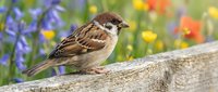 Small brown sparrow perched on wooden fence with colorful wildflowers blooming in soft-focus background, suitable for nature and wildlife stock photography.