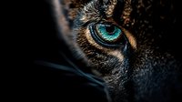 Close-up of wild cat eye with striking turquoise iris and detailed fur texture against dark background for wildlife photography and nature designs.