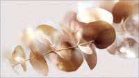 Elegant eucalyptus branch with round leaves in sepia tones against light background creates gentle natural composition for decorative and botanical designs.
