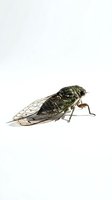 Isolated cicada insect specimen on white background, detailed macro view showing wings, legs, and body structure for educational, scientific, and design purposes.