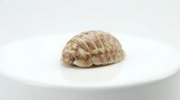 Fossilized trilobite specimen displayed on white ceramic plate, showcasing segmented exoskeleton and preserved anatomical details for paleontology education and natural history collections.