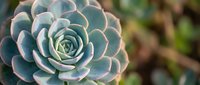 Blue-green succulent plant with pink edges in natural garden setting. Rosette formation with thick fleshy leaves for botanical and gardening projects.