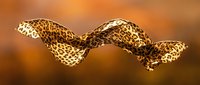 Leopard patterned fabric flowing in wave motion against warm golden brown background, suitable for fashion, textile design and creative projects.