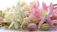 Delicate pink and white tuberose flowers with buds on white background, showcasing fresh spring blooms for floral design and aromatherapy.