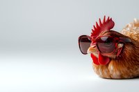Funny brown chicken wearing trendy sunglasses on light background, close-up portrait of rooster head with red comb and wattles showing humorous personality.