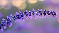 Purple lavender flowers on blurred bokeh background with soft focus. Delicate petals and buds create dreamy natural composition in violet and pink hues. Garden photography.