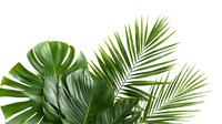 Fresh tropical green palm and monstera leaves arrangement against white background. Natural botanical composition for modern interior design and decoration.
