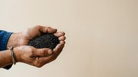 Male hands holding poppy seeds or small black grains, wearing blue sleeve. Agricultural, farming, harvest, and food production concept for commercial use.