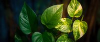 Lush green pothos leaves with golden variegation creating natural tropical foliage pattern against dark background for interior design and botanical decor.