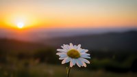 Single white daisy flower blooming against golden sunset sky with mountain landscape background creating peaceful nature scene for wellness and mindfulness content.