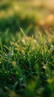 Fresh green grass blades with morning dew drops in soft sunlight creating natural bokeh background for spring and summer outdoor concepts.