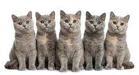 Five adorable British Shorthair kittens sitting in row on white background, gray tabby cats isolated for pet adoption, veterinary or animal care designs.