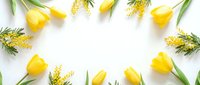 Yellow tulips and mimosa flowers arranged in decorative frame border on white background with copy space for spring greeting cards and floral designs.