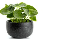 Peperomia plant with round green leaves in modern black speckled ceramic pot on white background, decorative houseplant for interior design and home decor.
