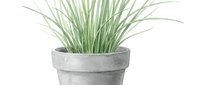 Potted ornamental grass with long green blades in concrete planter, isolated on white background for design, home decor, and botanical projects.