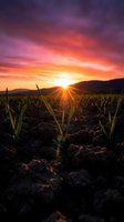 Dramatic sunrise over agricultural field with young corn sprouts emerging from rich soil against vibrant purple and orange sky with mountain silhouette backdrop.