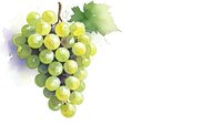 Fresh green grapes cluster with leaves in watercolor style on white background, isolated fruit illustration for wine and food design projects.