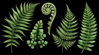 Green fern leaves collection isolated on transparent background, ready for t-shirt design, stickers, clipart, sublimation, and print on demand projects.