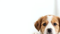 Adorable brown and white puppy with expressive eyes peeking into frame on clean white background, perfect for pet care marketing and design projects.