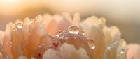 Morning dew drops on delicate flower petals with warm golden sunlight creating magical bokeh effect for nature photography and wellness designs.