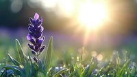 Purple lavender flower blooming at sunrise with morning dew drops and bokeh light effects in soft focus, natural garden background with copy space.