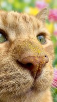 Close-up of a light-colored cat's face with green eyes and pink nose against a blurred garden background with colorful flowers. Suitable for pet, animal, and nature content.