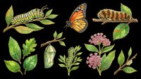 Monarch butterfly caterpillar lifecycle stages with milkweed plants and leaves isolated on transparent background. Ready for educational materials, clipart, t-shirt designs, stickers, and print-on-demand products.