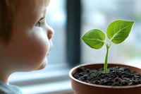 Curious Caucasian child observing young green plant seedling growing in terracotta pot, close up view. Environmental education and nature discovery concept.