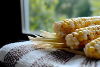Fresh corn cobs with husks on checkered kitchen towel by sunny window, natural lighting showcasing golden kernels for cooking and food preparation.